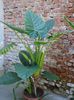 colocasia (12)