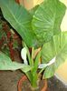 colocasia (14)