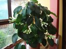 stephanotis semne de inflorire (2)