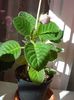 gloxinia boboci (2)