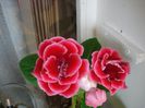 gloxinia1 (3)