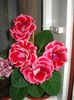 gloxinia1 (6)