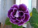 gloxinia2 (3)