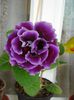 gloxinia2 (4)