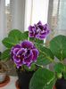 gloxinia2 (7)
