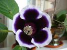 gloxinia3 (3)