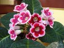 gloxinia4 (3)
