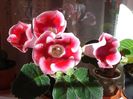 gloxinia4 (4)