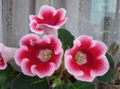 gloxinia4 (5)