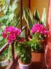 bougainvillea (5)