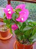 bougainvillea (6)