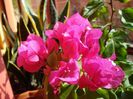 bougainvillea (7)