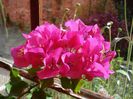 bougainvillea (9)