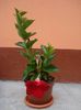 dipladenia rosie (1)