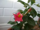 dipladenia rosie (4)