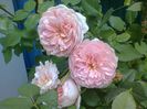 trandafir foarte parfumat  iulie 2013