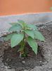 brugmansia roz simpla (2)