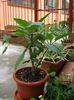 brugmansia roz simpla (3)