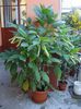 brugmansie crem simpla (2)
