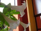 brugmansie crem simpla (5)
