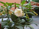 brugmansie crem simpla (9)