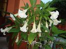 brugmansie crem simpla (29)