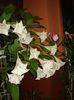 brugmansie crem simpla (34)
