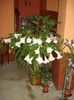 brugmansie crem simpla (35)