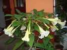 brugmansie crem simpla (39)