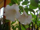 brugmansie crem simpla (41)