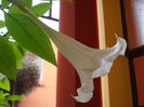 brugmansie crem simpla (49)