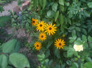 DSCF2234
