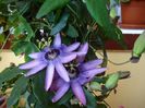 passiflora amethist (8)