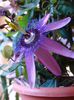 passiflora amethist (9)