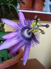 passiflora amethist (12)