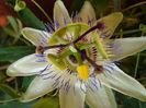 passiflora caerulea (1)