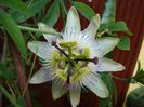 passiflora caerulea (2)