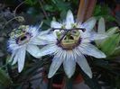 passiflora caerulea (4)