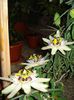 passiflora caerulea (7)