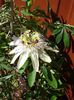 passiflora caerulea (8)