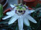 passiflora caerulea (10)