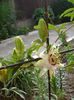 passiflora caerulea (16)