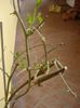 passiflora caerulea (17)