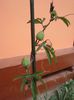 passiflora caerulea (22)