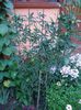 passiflora caerulea (23)