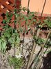 passiflora caerulea (25)