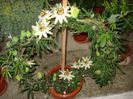 passiflora caerulea (30)