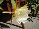 epiphyllum alb-galbui (4)