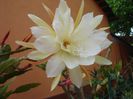 epiphyllum alb-galbui (8)