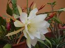 epiphyllum alb-galbui (9)